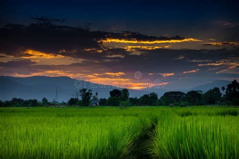 Rice Field At Sunset Stock Image Image Of Leaf Field 62254085