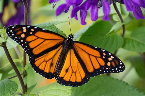 the great monarch butterfly migration explained