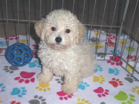 Alice Female Poochon (Toy Poodle/Bichon Frise) | Buy Puppies in Tucson