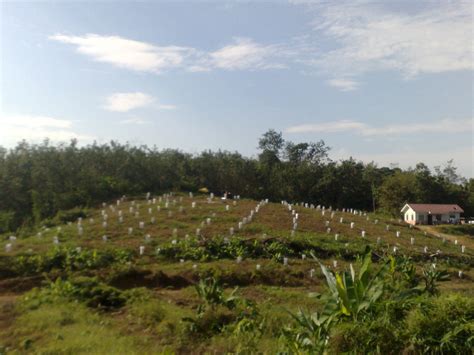 Pengenalan kepada kelapa hibrid matag yang disyorkan oleh jabatan pertanian. PERTANIAN SUATU IBADAH: KEBUN KELAPA MATAG SG. DARA TG. MALIM