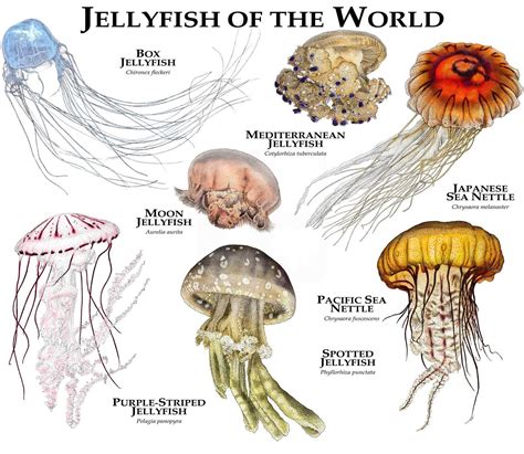 Jellyfish Of The World Poster Print Etsy Canada Jellyfish Species