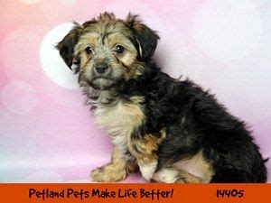 Creating a better world for pets and the people who love them. Dogs & Puppies for Sale - Petland Chicago Ridge, Illinois ...