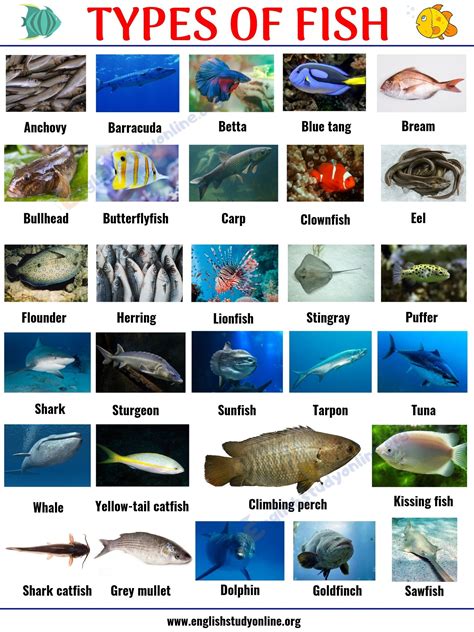 Interesting List Of 29 Types Of Fish With Pictures In English English
