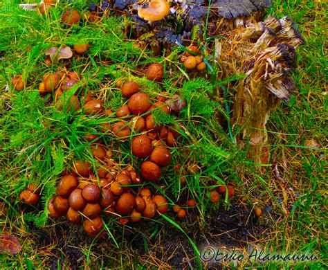 Eko-Kuvia: Syksyn 'sieniä'....