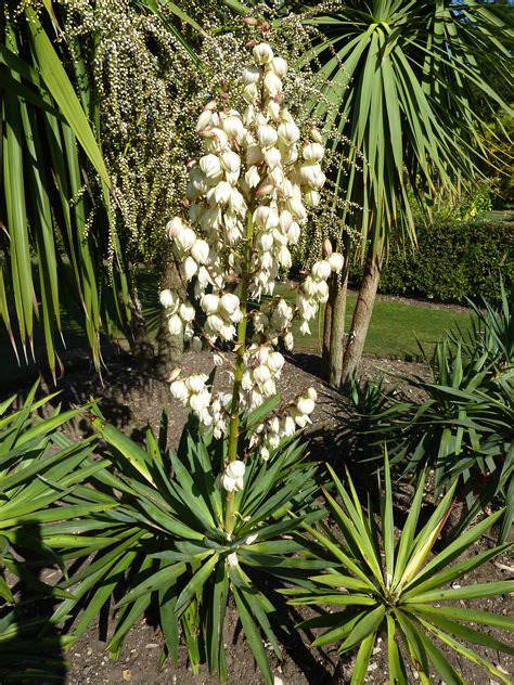 Fileyucca Gloriosa Adams Needle Agavaceae Plant Wikimedia