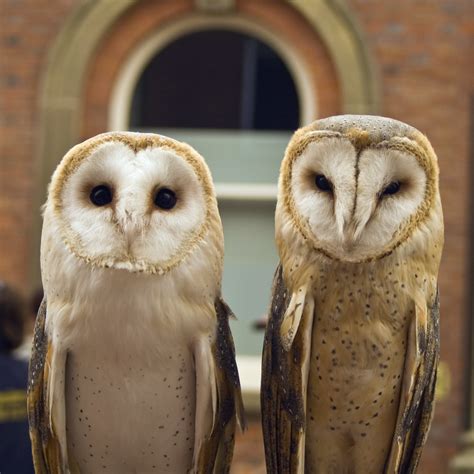 Barn Owl Tyto Alba Onyx On The Left Is A British Male Flickr
