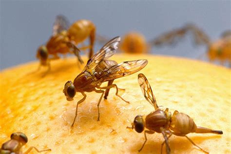 How To Get Rid Of Gnats Keep Your Home Gnat Free