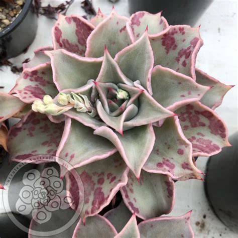 Echeveria Madiba Pink Lips Succulents Australia Sales