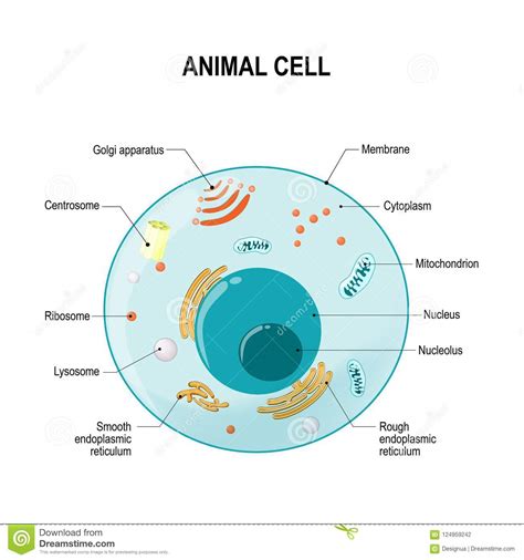 This second division is also unequal, producing a large cell which constitutes the mature ovum, and a small cell, the second polar body. GH_4767 Eukaryotic Animal Cell Labeled Wiring Diagram