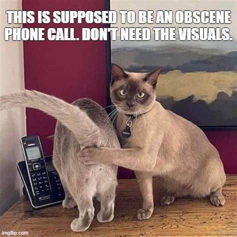 Obscene Cat Call Imgflip