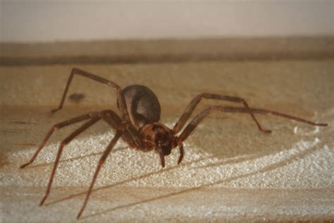 Brown Recluse Spiders A Complete Removal Guide Bug Box