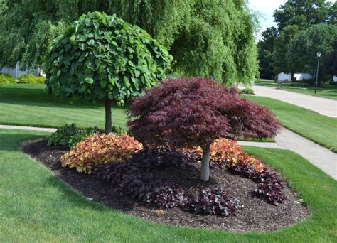 Graceful And Sculptural Japanese Maples Chambersville Tree Farms