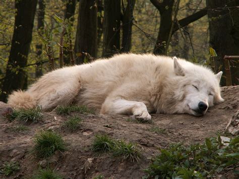 Arctic Wolf Wallpapers Wallpaper Cave