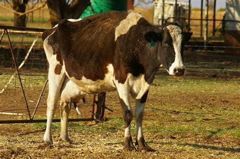 Metabolic Diseases In Dairy Cows South Africa