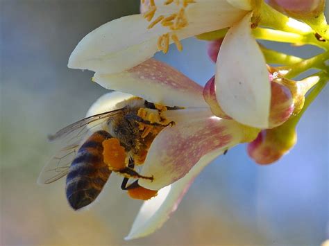 Fascinating Facts About Honey Bees 20 Questions With Answers Owlcation