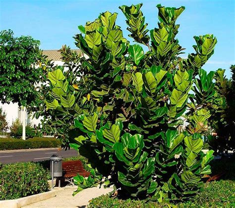 Ficus Pandurata Hance