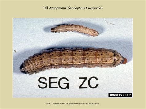 Fall Armyworm Nc State Extension