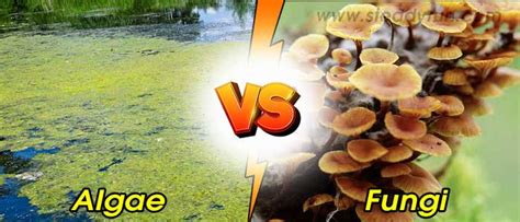 Difference Between Algae And Fungi Differences
