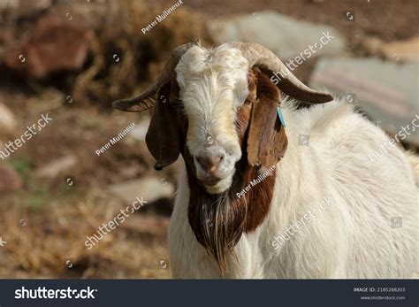 Boerbok Boer Goat Ram On Karoo Stock Photo 2185288203 Shutterstock