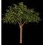 Artificial Orange Tree  TreeScapes & PlantWorks