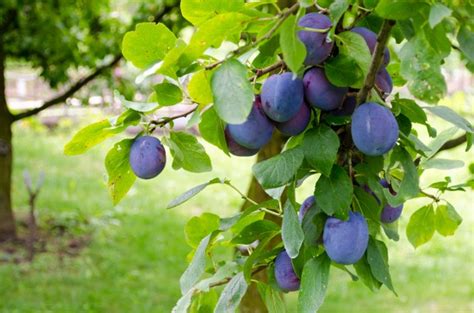 When do plum trees bear fruit. Plums Free Stock Photo - Public Domain Pictures