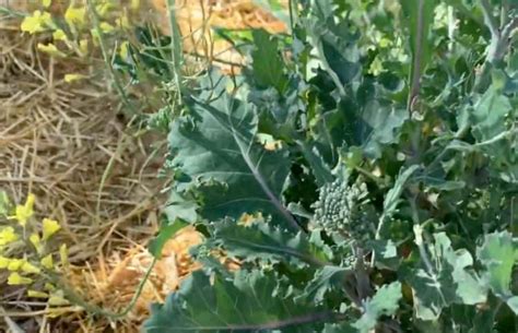 You should eat at least five serves of vegetables and two serves of fruit each day. Can you eat broccoli when it starts to flower? - Gardening ...