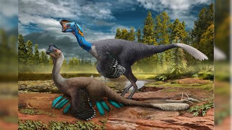 Scientists Find Well Preserved Fossil Of Bird Like Dinosaur Sitting On A Clutch Of Eggs News18