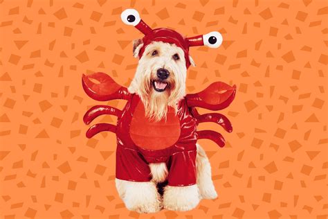 18 Best Dog Halloween Costumes 2021