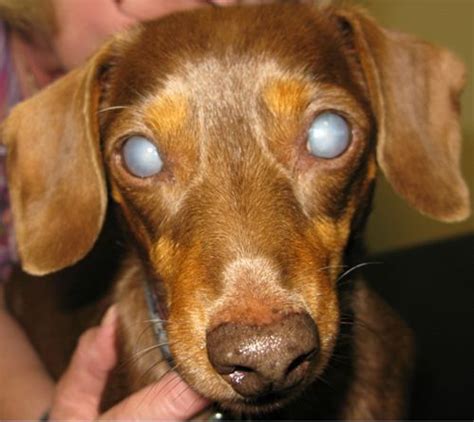 Diabetes Mellitus: Part II - Dogs
