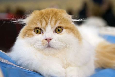 Most Expensive Cat Breeds In The World