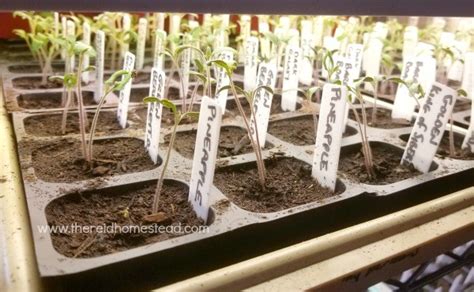 Led grow lights support indoor tomato grow: Free Tomato Plants from Cuttings