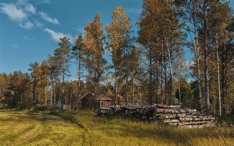 Photo Lapland Region Finland Ivalo Autumn Nature Wood Log Grass Trees