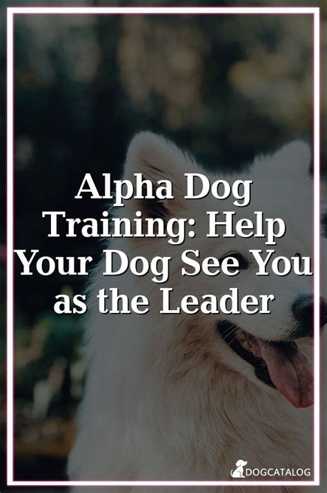 Alpha Dog Training Help Your Dog See You As The Leader With Images