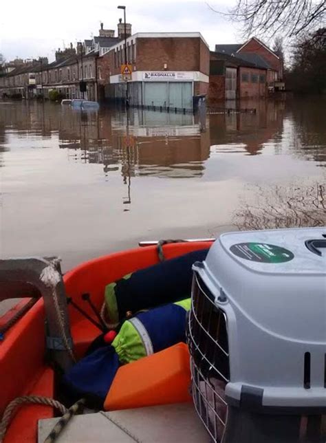 Stranded Cats Rescued By The Rspca In This Footage As Flood Waters Rise