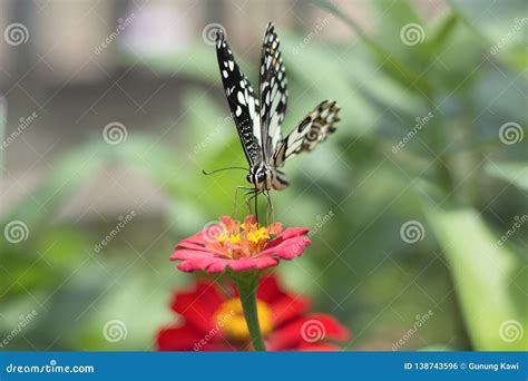 Butterflies In Spring Flying Flower Garden Stock Photo Image Of
