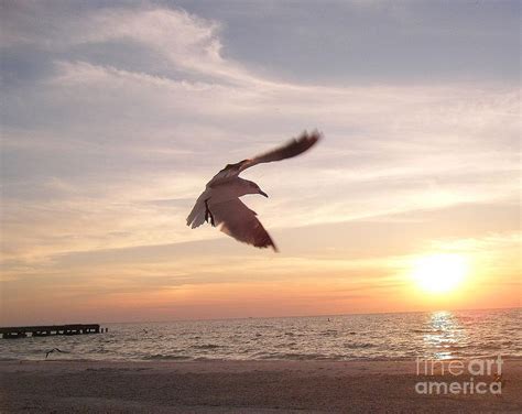 Seagull Sunset Photograph By Tiffany Stalker Fine Art America