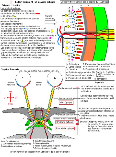 Nerf Optique Et Voies Optiques 12