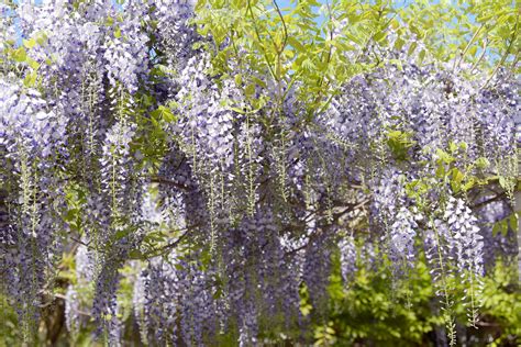 Japanese Wisteria Care And Growing Guide