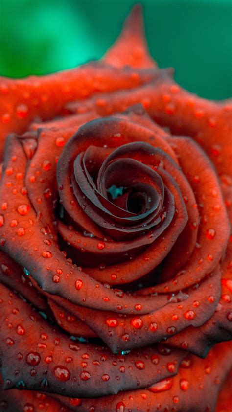 Download Wallpaper 720x1280 Rose Close Up Drops Blood Red Samsung