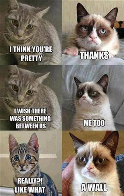 50 Best Funny Cat Memes Images On Pinterest
