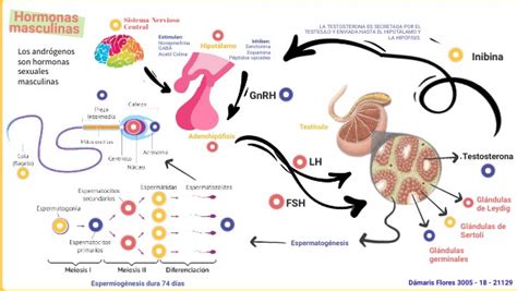 hormonas masculinas