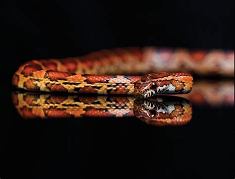 You can also upload and share your favorite black backgrounds. animals, Snake, Black Background, Reflection Wallpapers HD ...