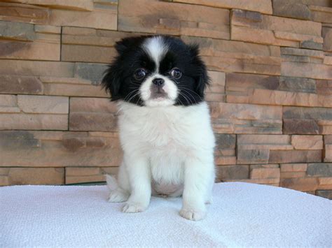 Japanese Chin For Sale Japanese Chin Puppies Japanese Chin Puppies