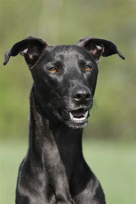 Black Greyhound