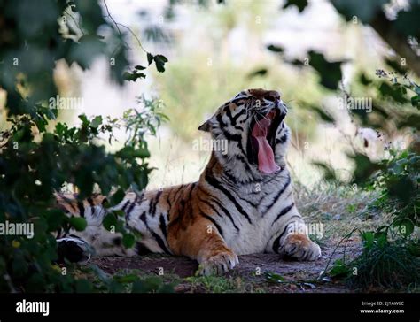 An Amur Tiger Relaxing In The Shade Stock Photo Alamy