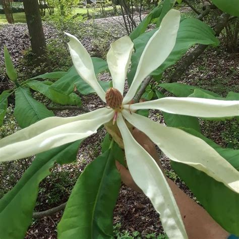 The sepals and petals usually number three each. Umbrella Magnolia - Magnolia tripetala - 11 Of The Most ...