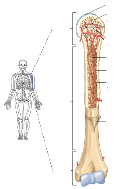Anatomie En Fysiologie H6 Het Beenderstelsel Diagram Quizlet