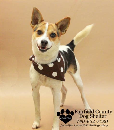 We have clean, spacious facilities with an environment designed to promote a calm, peaceful visit. Fairfield County Dog Shelter and Adoption Center ...
