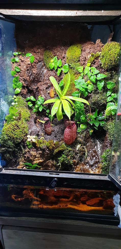 My Wip Carnivorous Plant Paludarium Home To Nepenthes Drosera
