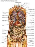 Learn about human body vocabulary in english. Location Organs Human Body - Bing Images | Human body anatomy, Human body diagram, Human body organs
